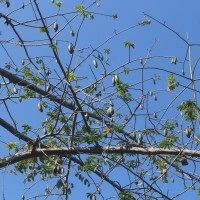 Ceiba pentandra (L.) Gaertn.